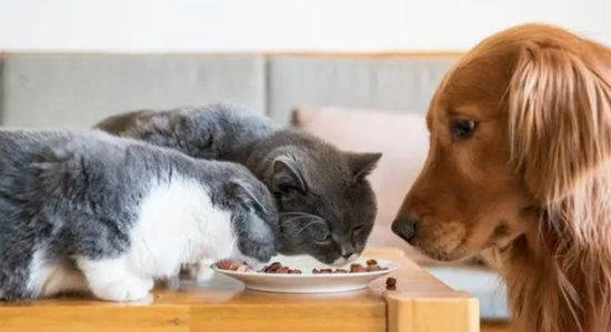 狗能吃猫的粮食或者罐头吗？