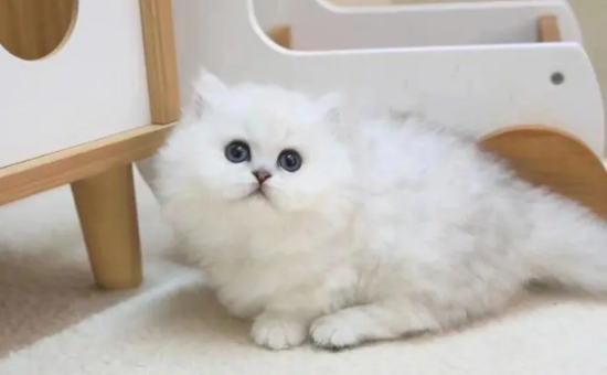  金吉拉的尾巴出油是什么情况?