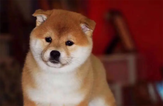 柴犬眼睛有眼屎，柴犬有眼屎原来是这个原因？