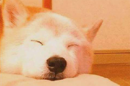 柴犬乱吃东西怎么办？这两个方法最有效！