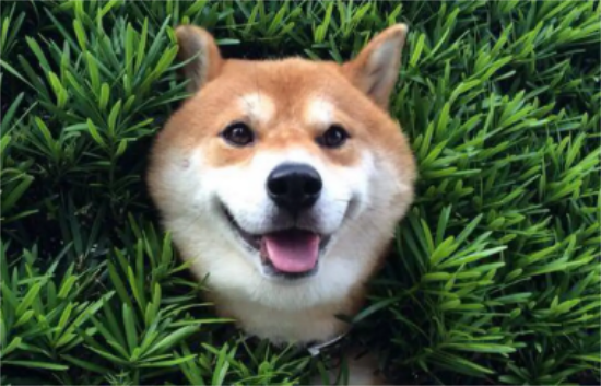 柴犬可以办狗证吗 柴犬办狗证的用途