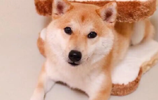 小柴犬怎么看纯不纯？如何挑选纯种的柴犬？