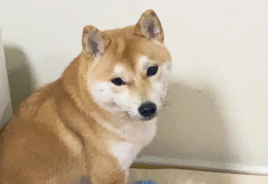 柴犬乱叫怎么办？解决柴犬乱叫的两个方法