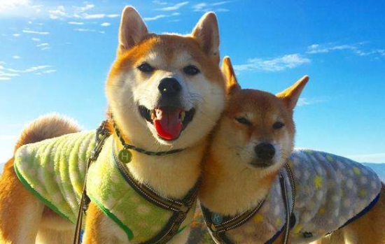 柴犬不立耳，柴犬不立耳的两大原因你知道吗？