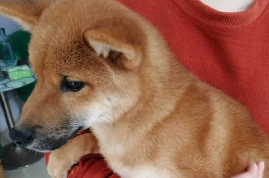 幼犬柴犬一天大便六七次，该症状是有哪些原因造成的？