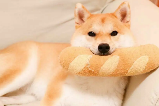 柴犬能不能喝酸奶？柴犬喝酸奶原来好处这么多