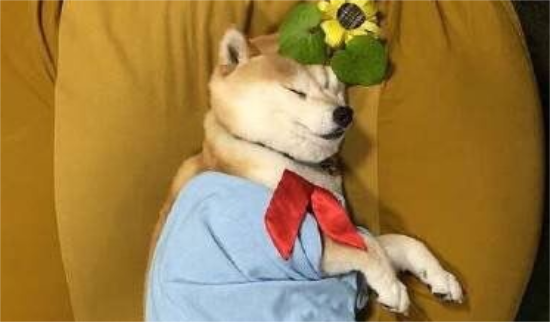 柴犬一天吃多少？一般来说柴犬每天只要吃七分饱
