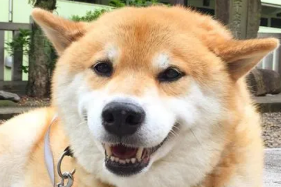 柴犬几个月立耳？柴犬无法立耳的原因有哪些？