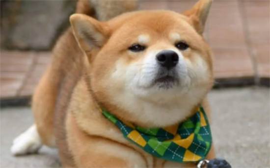 柴犬一胎生几个 柴犬生产数量和哪些有关