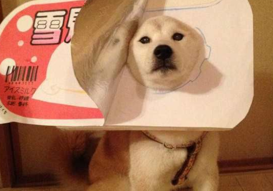 柴犬多少个月定型？一般要在一岁之后