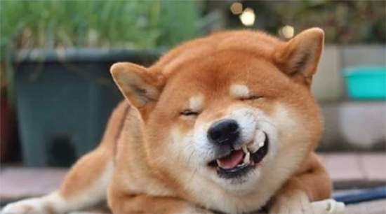 柴犬为什么不摇尾巴柴犬摇尾巴的含义有哪些?