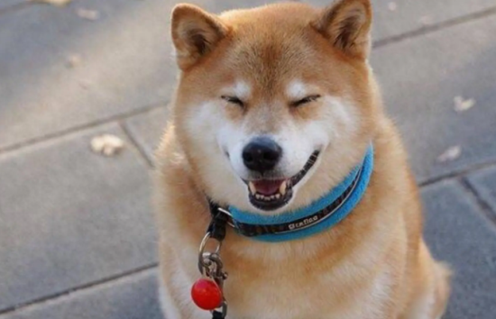 柴犬会在窝里拉屎吗？如何训练柴犬定点上厕所？