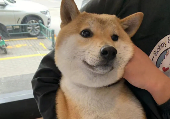 柴犬不立耳，柴犬不立耳的两大原因你知道吗？