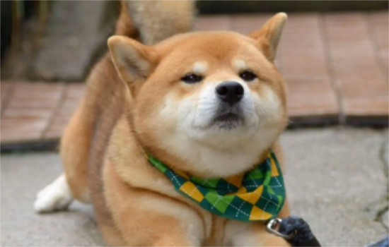 日本人都养柴犬吗 柴犬的人气在日本高吗