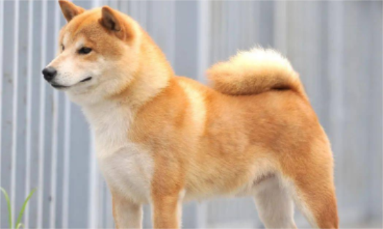 柴犬好卖吗 没想到柴犬毛病这么多