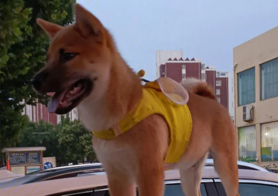 柴犬一个月吃多少狗粮？怎样判断柴犬是否吃饱了？