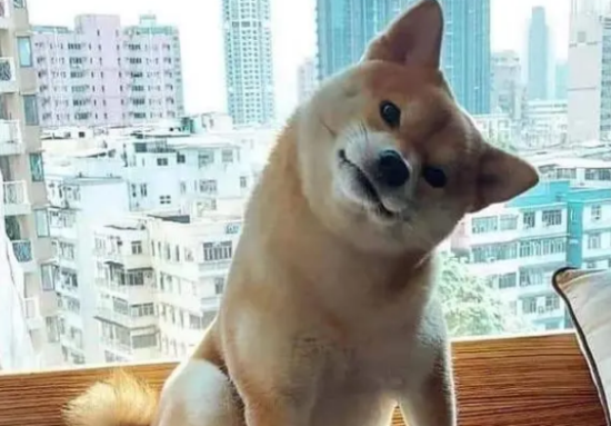 柴犬不喜欢人抱，柴犬不喜欢被抱的原因竟然是这样！