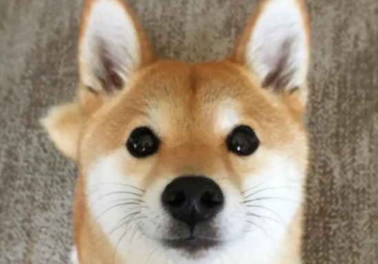 柴犬多大会看家？具有领地意识的成犬是看家的条件