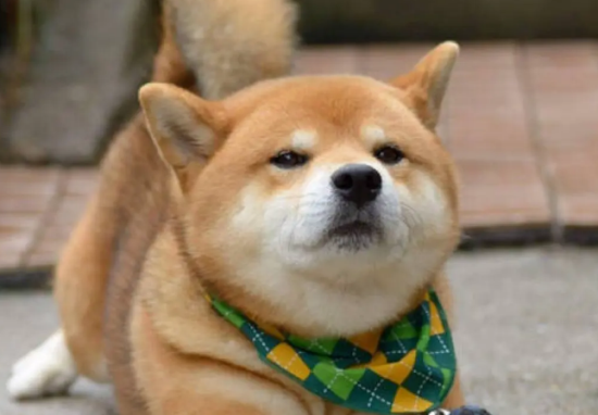 柴犬幼犬乱咬东西，柴犬幼犬乱咬东西由什么引起的？