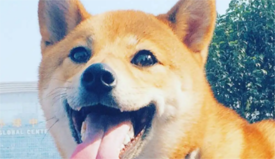 柴犬吃什么天然粮 柴犬吃天然粮的好处