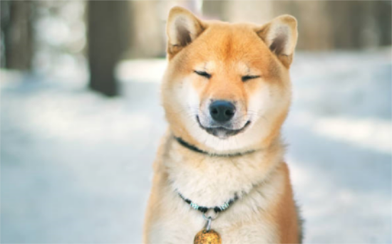 柴犬赖着不走，是什么原因容易让它赖着不走呢？
