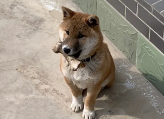 柴犬眼睛下面掉毛，有哪些原因引起柴犬掉毛？
