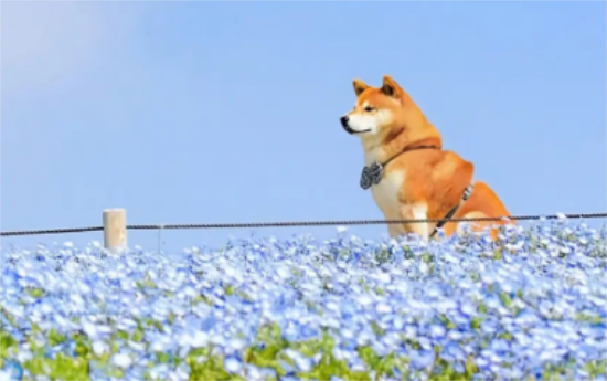 柴犬多久认主 柴犬认主表现是这样