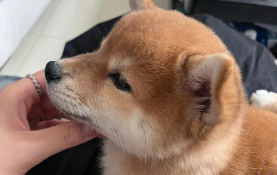柴犬几个月可以吃干粮？如何给柴犬过渡到吃干粮？