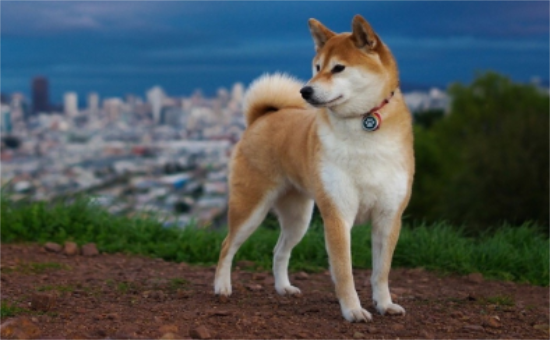 柴犬能看家护院吗 柴犬具备看家护院的特质吗