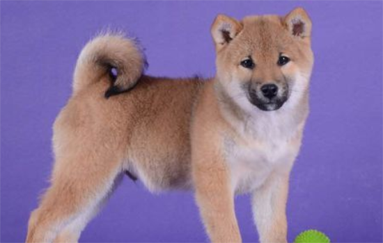 柴犬尾巴黑毛多久能退？如何加快退除黑毛的速度呢？