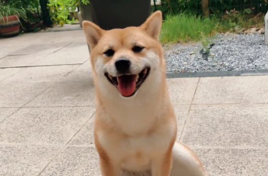 柴犬脚臭是什么原因？要注意以下几种原因