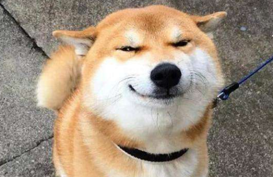 柴犬早上必须遛吗？遛柴犬的好处有哪些？