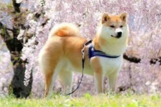 柴犬幼犬能吃鸡蛋黄吗 柴犬吃鸡蛋黄的好处