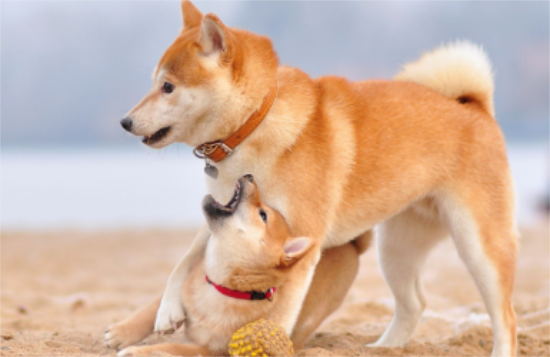 柴犬不喜欢什么 这个东西柴犬最讨厌