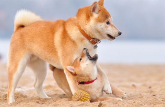 柴犬剃毛后怎样才能长好毛 有这几种食物可以帮助长毛