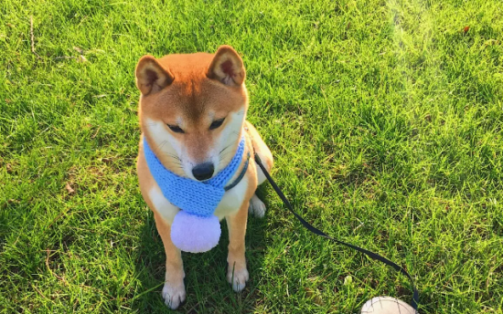 柴犬能吃骨头吗？最好不要给柴犬吃骨头