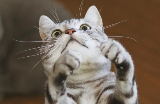 美短猫和英短猫的区别？养猫新手快进来看看！