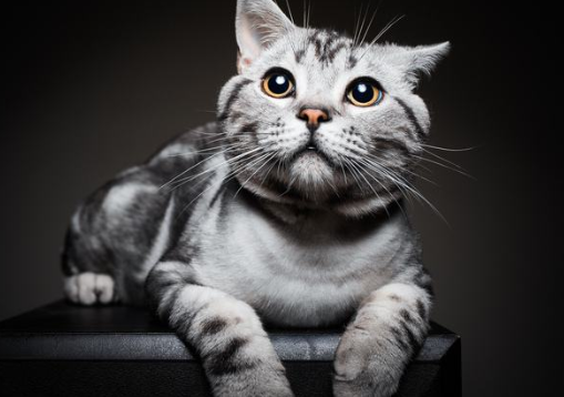 虎斑猫和美短的区别在哪？让我们一起来看看！！