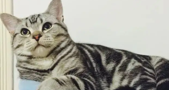 美短返祖猫不值钱吗？想知道的来了解一下