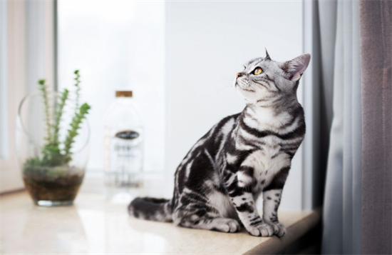 美国短毛猫如何选？这5种方法要掌握