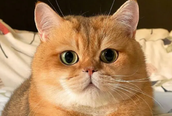 铲屎官们快来了解，金渐层猫会咬人吗？