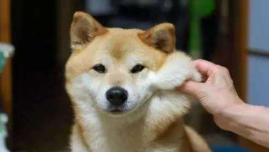 小柴犬不吃狗粮怎么办？是什么原因？
