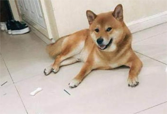 柴犬疯狂拆家怎么办？