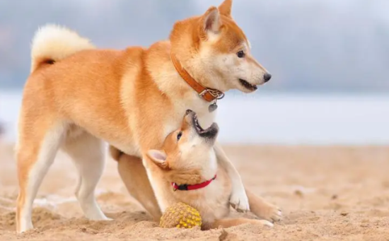 柴犬能吃鸡蛋吗?柴犬吃鸡蛋需要注意的?