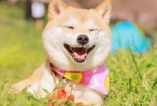 柴犬可以吃鸡肝吗？柴犬吃鸡肝没想到坏处这么多！