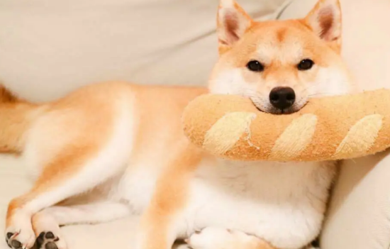 柴犬可以剃毛吗？柴犬剃毛需要注意的三个事项！