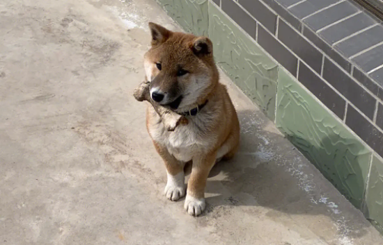 柴犬一直耷拉着尾巴，柴犬耷拉着尾巴的原因？