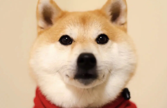 柴犬幼犬不吃饭，柴犬幼犬不吃饭是怎么回事？
