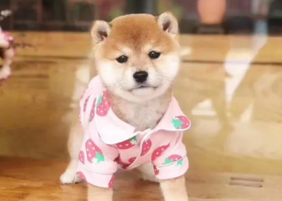 柴犬腿上不长毛，柴犬腿上不长毛的原因？