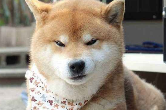 柴犬可以吃什么？以下几种食物是柴犬理想的食物！